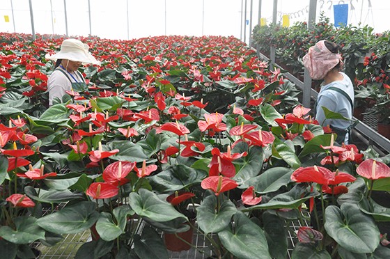 西昌天喜農(nóng)業(yè)花卉基地工人正在作業(yè)  潘興揚(yáng) 攝.JPG