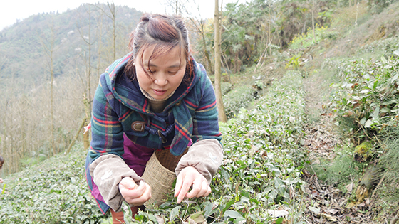 村民采摘春茶 - 副本.jpg