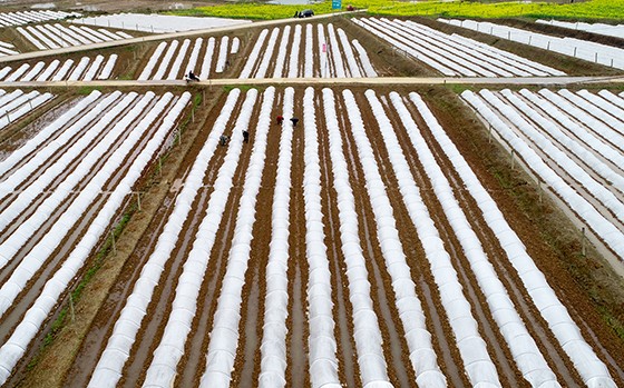 四川廣安種糧大縣備耕忙 邱海鷹&nbsp;&nbsp;&nbsp;張啟富 &nbsp;攝.JPG