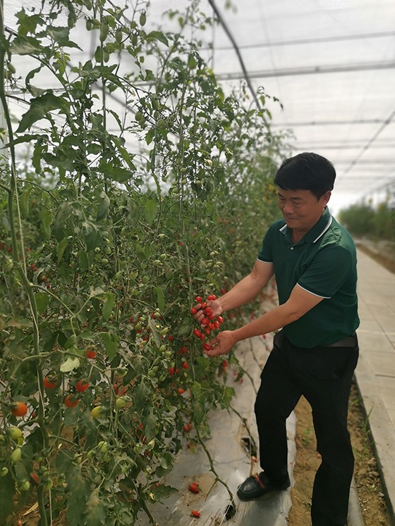 丙谷鎮(zhèn)雷窩村綠怡果蔬種植專業(yè)合作社理事長冷天華向記者展示優(yōu)質(zhì)番茄  盧錦根 攝.jpg
