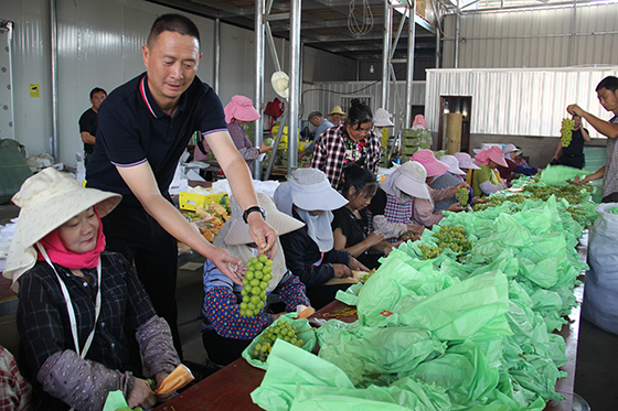 禹王宮村黨總支書記李波與村民裝箱打包“陽光玫瑰”優(yōu)質(zhì)葡萄新品，準備銷往國外  盧錦根 攝.JPG