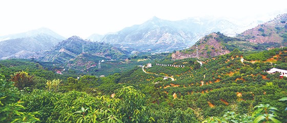 5 鹽邊縣金河萬畝芒果基地 李靜 攝 (2).jpg