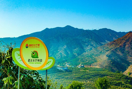 2 鹽邊縣芒果基地.jpg