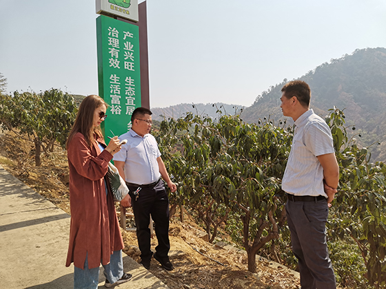 鹽邊縣農(nóng)業(yè)農(nóng)村局副局長(zhǎng)吳國兵（右）、納爾河芒果種植專業(yè)合作社理事長(zhǎng)謝裕豐（中）在芒果種植示范園區(qū)接受記者采訪  盧錦根 攝.jpg