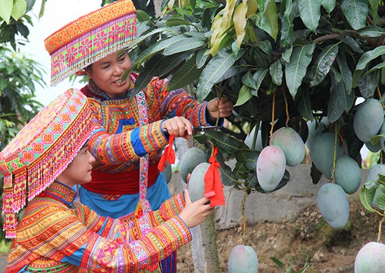 6 芒果采摘喜洋洋 李靜 攝.jpg