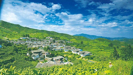 鹽邊縣紅格鎮(zhèn)聯(lián)合村種植的烤煙  楚一波 攝 (2).JPG