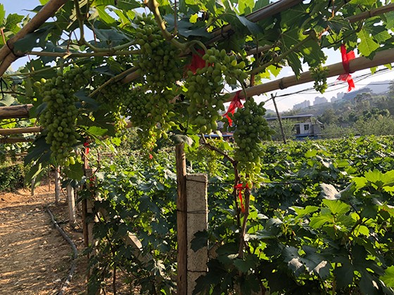 5 銀江鎮(zhèn)葡萄種植基地 潘興揚(yáng) 攝.jpg