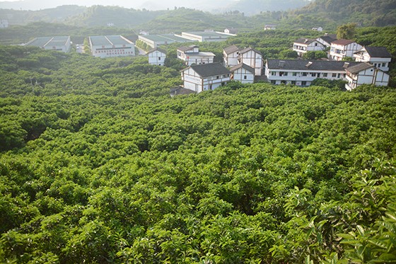 四川省廣安市廣安區(qū)龍安柚產(chǎn)業(yè)園區(qū)  車文斌 攝.JPG