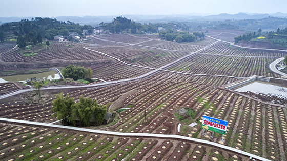 5 產(chǎn)業(yè)發(fā)展——萬畝檸檬產(chǎn)業(yè)扶貧基地.jpg