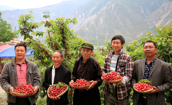 勤勞致富的汶川果農(nóng)為自家甜櫻桃產(chǎn)品“代言”.jpg