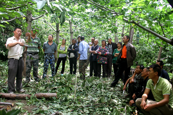 農(nóng)技專(zhuān)家正在向村民演示甜櫻桃修枝技術(shù).JPG