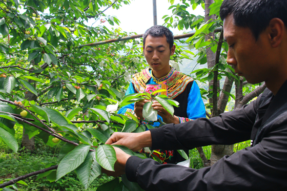 周達(dá)村村民張富康和哥哥正在給甜櫻桃套袋.JPG