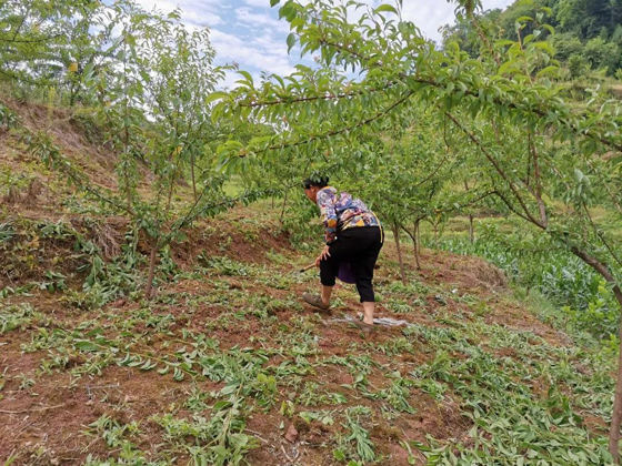 村民正在管護(hù)脆紅李.jpg