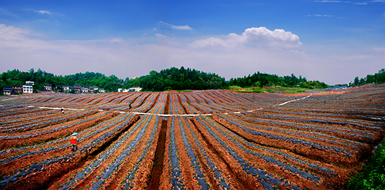 8-廣安市廣安區(qū)崇望農(nóng)業(yè)園區(qū) 鄭繼明 攝.jpg