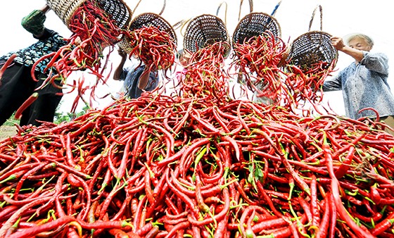 真正成為重慶的“果菜園”，廣安各縣（市、區(qū)）根據(jù)實(shí)際情況制定了對(duì)接計(jì)劃。鄰水、華鎣定位為重慶大宗蔬菜、水果和生豬的供應(yīng)基地。圖為鄰水農(nóng)民收獲銷往重慶的海椒  張啟富 攝.jpg