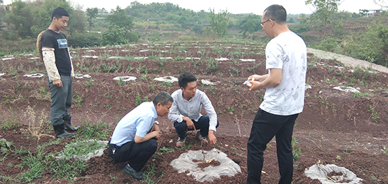 劉光榮（左二）在雜柑基地調(diào)研指導(dǎo) 虞林 攝.jpg