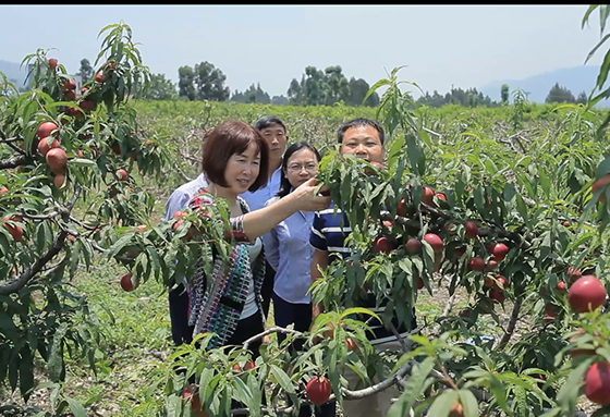 西昌金信村鎮(zhèn)銀行董事長(zhǎng)梁文英考察油桃產(chǎn)業(yè).bmp
