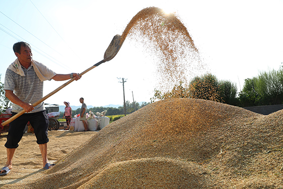 四川省華鎣市臨溪鎮(zhèn)龍灘子村的村民翻曬稻谷  邱海鷹 攝.JPG