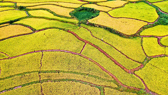 8月，江西省永豐縣各地中稻陸續(xù)成熟，田野呈現(xiàn)金色的豐收畫卷。圖為永豐縣潭城鄉(xiāng)白水門水庫灌區(qū)田園景象  劉浩軍 黃永綱 攝.jpg