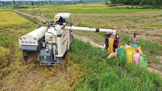 江西省吉安市永豐縣潭城鄉(xiāng)龍洲村農(nóng)民收割有機水稻 劉浩軍 劉世權(quán) 攝.jpg