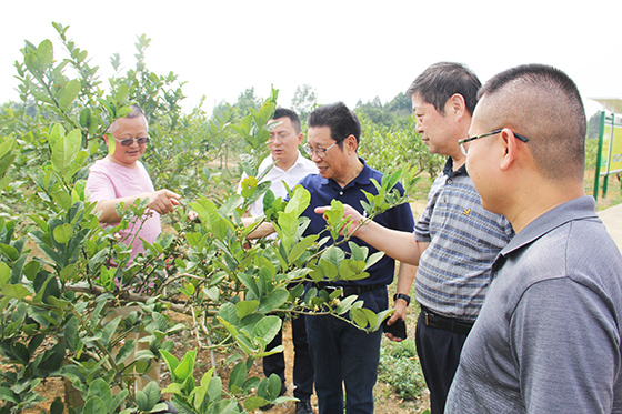雷順德（左一）介紹佛手種植情況  潘興揚(yáng) 攝.JPG