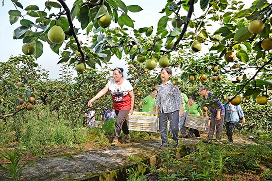 圖為廣安蜜梨喜獲豐收.jpg