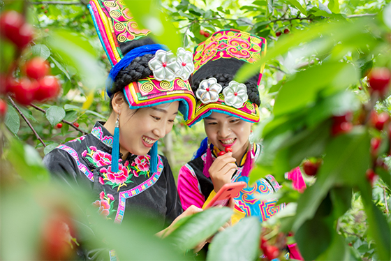 四川理縣羌族姑娘采摘特色農產甜櫻桃.png