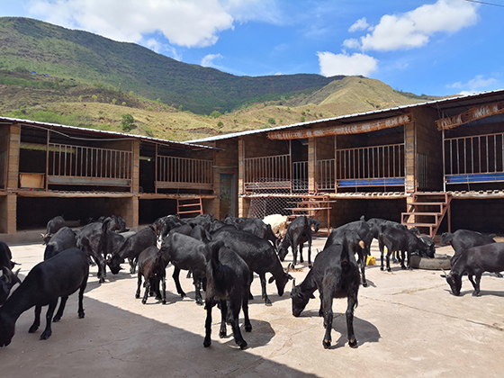 5 會(huì)理黑山羊.jpg