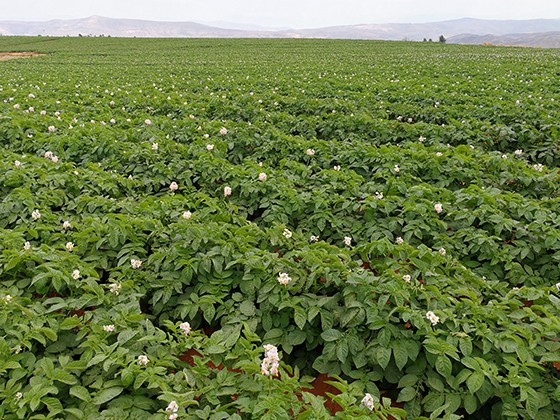 成片種植的會(huì)理土豆.jpg