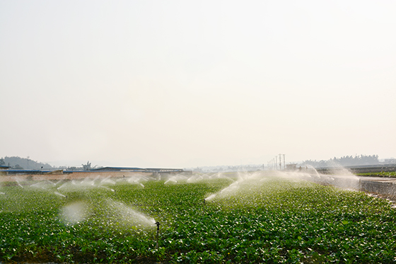 麻衣壩設(shè)施化農(nóng)業(yè)基地（江安縣農(nóng)業(yè)農(nóng)村局）.jpg