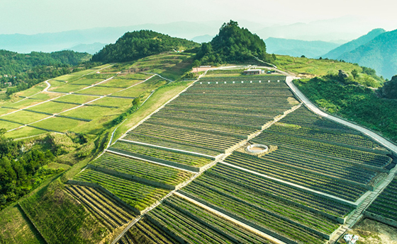 3 特色農(nóng)業(yè)產(chǎn)業(yè)園（宣漢縣發(fā)展和改革局供圖）.jpg