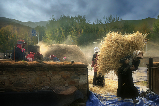 3 青稞豐收（供圖：中共稻城縣委宣傳部）.jpg