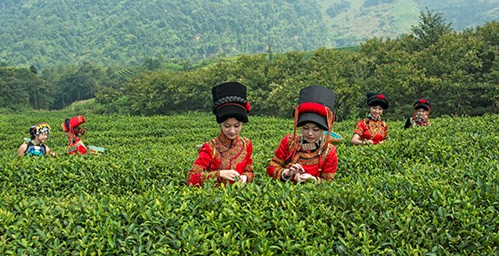 5 馬邊采茶   孔勝  攝.jpg