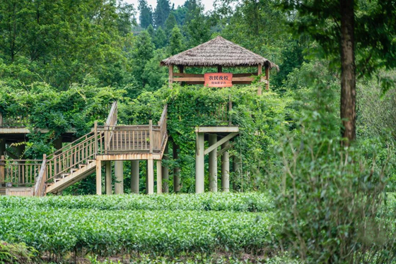 塘壩村立足茶產(chǎn)業(yè)，開發(fā)研學(xué)旅游，努力建設(shè)產(chǎn)業(yè)興旺、藝術(shù)培訓(xùn)、生態(tài)宜居、鄉(xiāng)村文明的美麗新農(nóng)村_副本.jpg