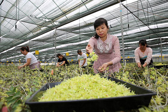 四川省內(nèi)江市東興區(qū)田家鎮(zhèn)村民采收鐵皮石斛鮮花  蘭自濤 攝.jpg