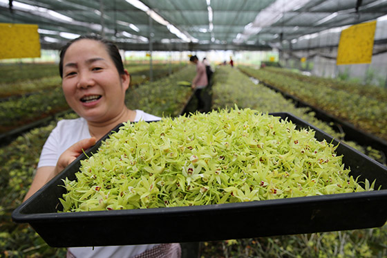 四川省內(nèi)江市東興區(qū)田家鎮(zhèn)千草中醫(yī)藥康養(yǎng)文化村村民正在采收鐵皮石斛鮮花  蘭自濤 攝.jpg
