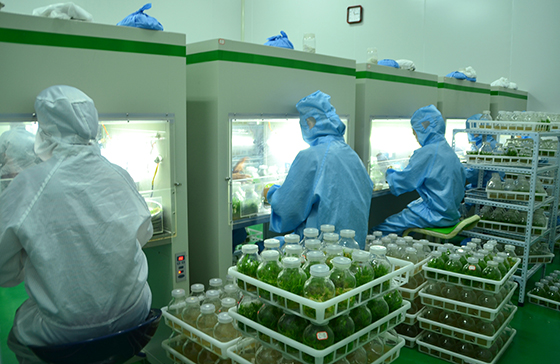 鐵皮石斛無菌培育室  周淼葭 攝.JPG