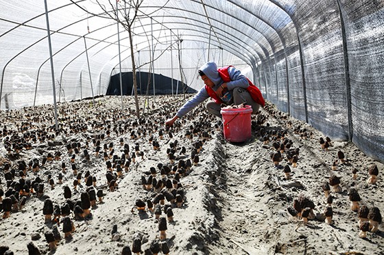 藏家脫貧奔康的新產(chǎn)業(yè)  李永安 攝 .JPG