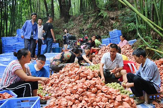 四川沐川縣大楠鎮(zhèn)樂園村千畝獼猴桃種植基地助力村民走上脫貧奔康致富路。圖為村民正在分揀獼猴桃  崔前東  攝.JPG