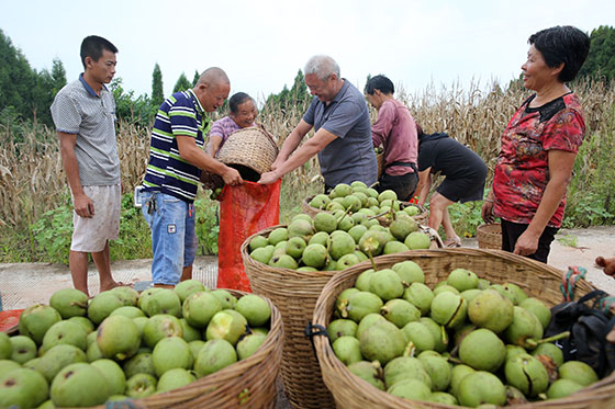 四川內(nèi)江市東興區(qū)白合鎮(zhèn)在破馬村等6個(gè)省定貧困村建立扶貧果園6000余畝，帶動(dòng)貧困群眾脫貧致富  蘭自濤 攝.jpg
