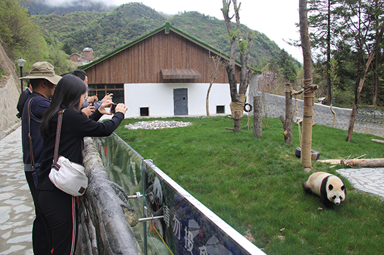 九寨溝縣勿角甲勿海大熊貓保護(hù)研究園開(kāi)園，憨態(tài)可掬的大熊貓吸引著嘉賓  盧錦根 攝.JPG