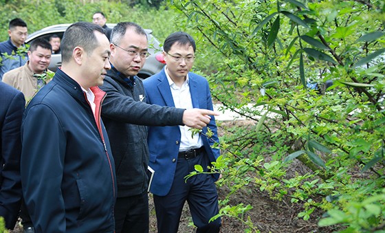 大英縣委書記胡道軍查看蓬萊鎮(zhèn)花椒產(chǎn)業(yè)園.jpg