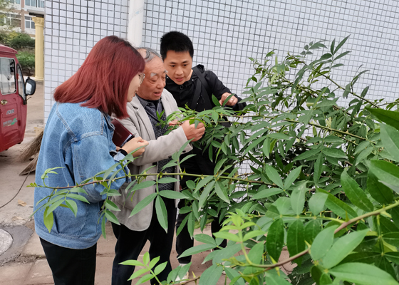 孫總（中）在向記者介紹花椒已生新萌芽.jpg