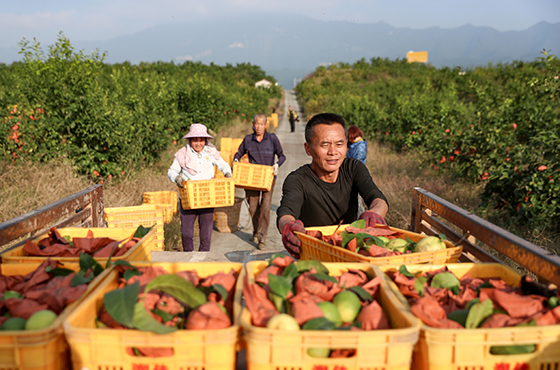 四川華鎣“扶貧檸檬”金秋飄香  邱海鷹 攝.JPG