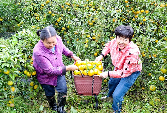 金桔豐收了。四川農(nóng)家“以購代銷”采摘忙  邱海鷹&nbsp; 攝.JPG