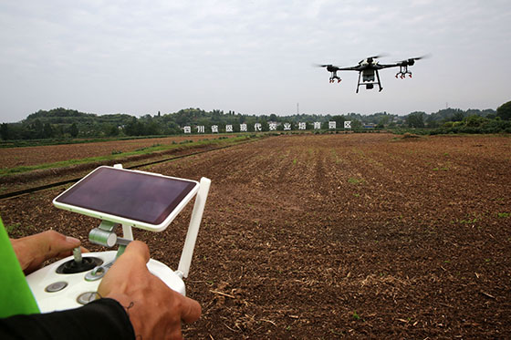 四川省內(nèi)江市東興區(qū)田家鎮(zhèn)火花村紫皮大蒜種植基地，農(nóng)技人員操作植保無人機進行噴藥除草作業(yè)  蘭自濤 攝.jpg