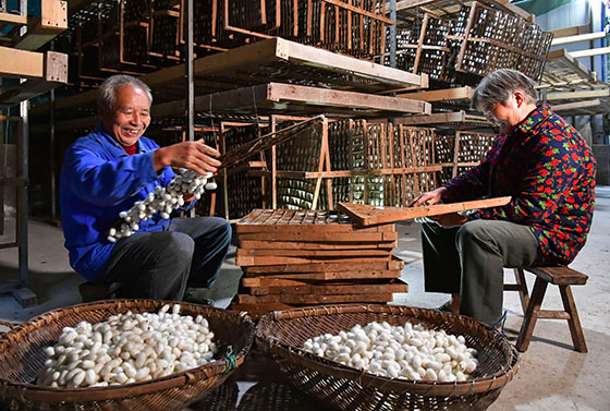 11月3日，四川省廣安市廣安區(qū)大龍鎮(zhèn)蘇溪村蠶農(nóng)杜宜華和妻子胡光碧在蠶房內(nèi)采摘方格蔟上的蠶繭。倆夫妻養(yǎng)蠶40年，成了當?shù)卮髴?，實現(xiàn)致富奔康  張國盛 唐建波 攝.JPG
