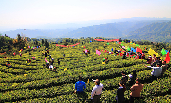 1 四川省屏山縣富硒茶產(chǎn)業(yè)蒸蒸日上 曾忠攝.jpg