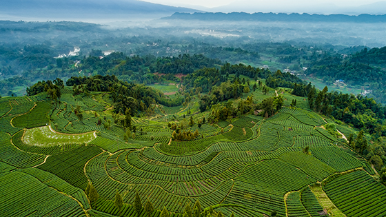 雅安市雨城區(qū)生態(tài)茶園.jpg