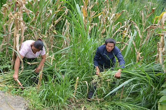 張遠(yuǎn)銀收割甜象草養(yǎng)殖肉羊  吳啟昌 攝.jpg
